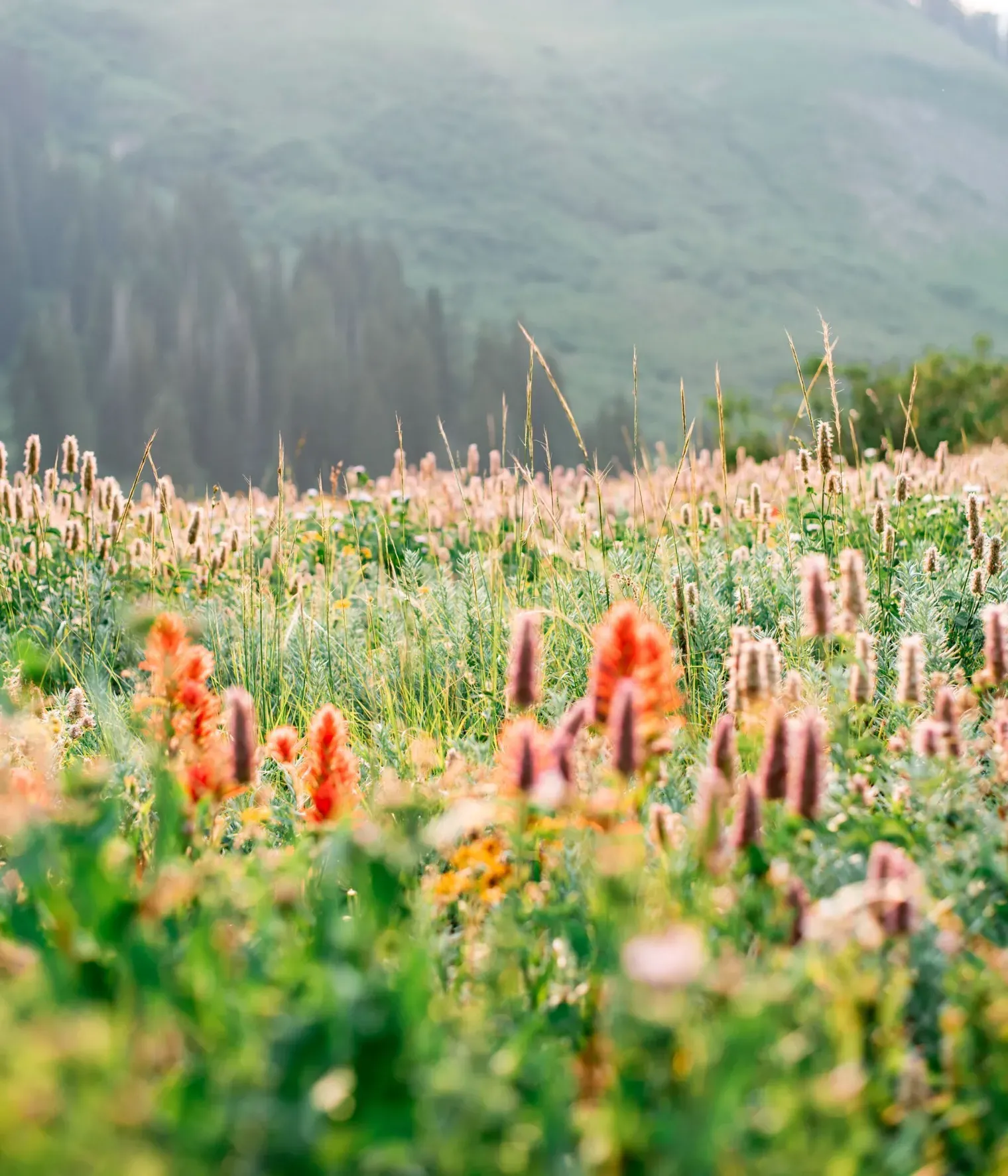 blooming flowers in mountain meadow