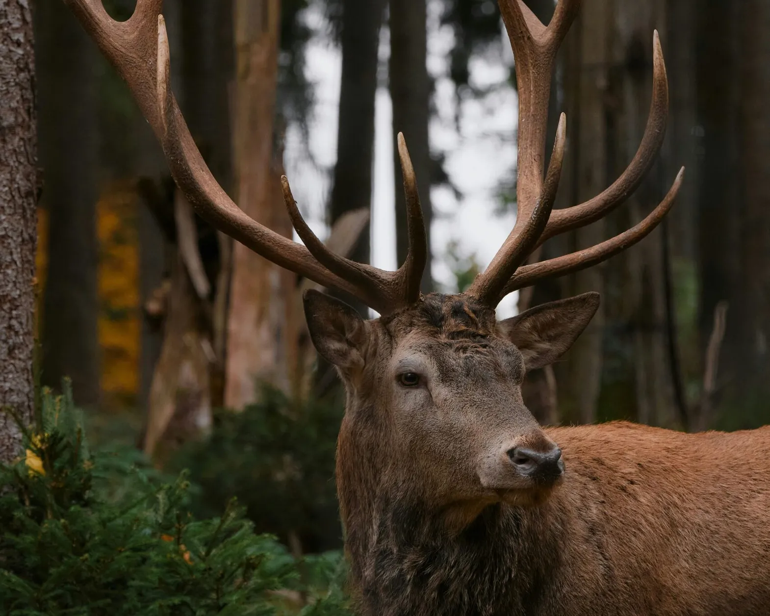 Tim schmidbauer Bfui C Mu XE8 unsplash