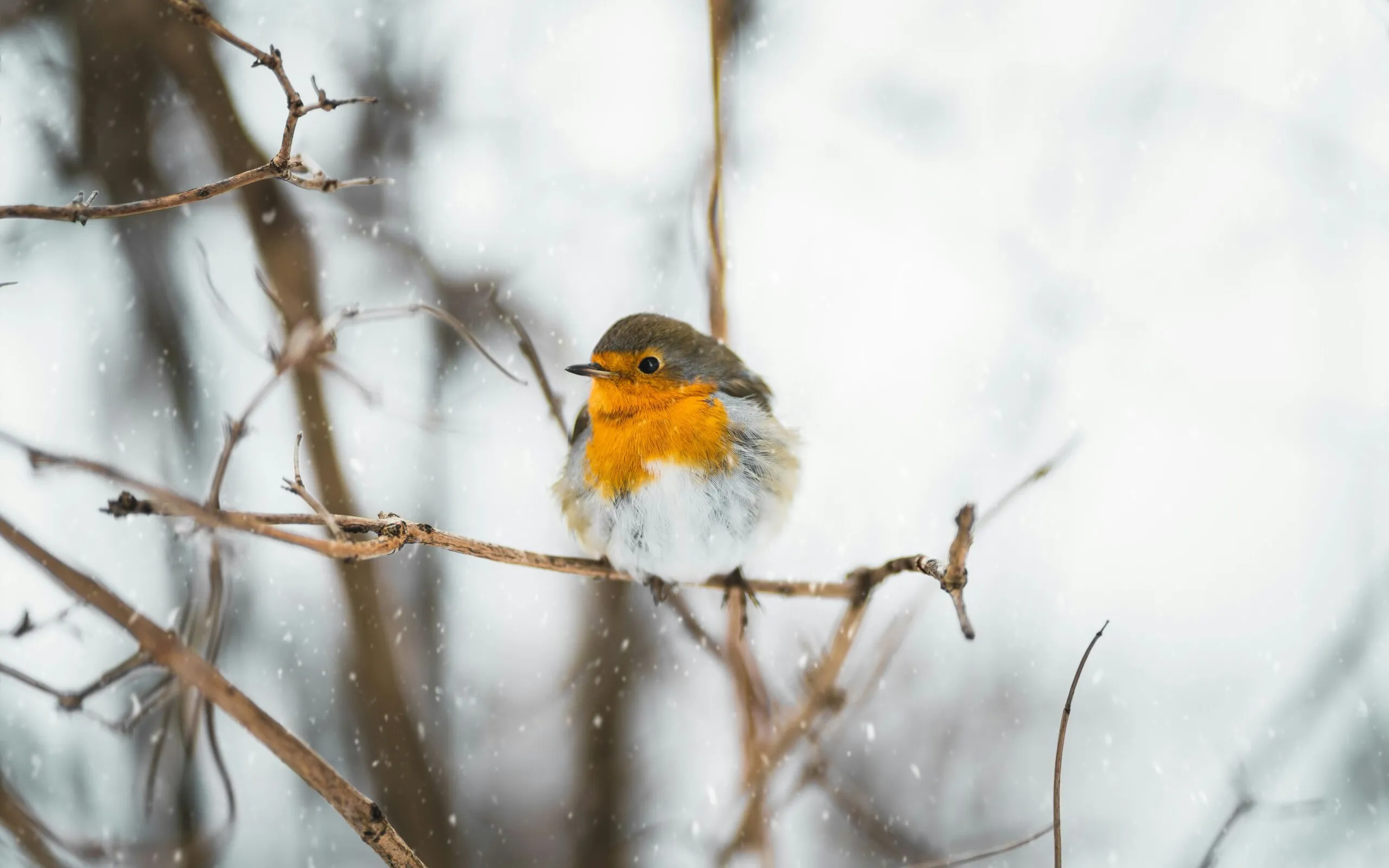 Simon p V Rnzl O bb I unsplash