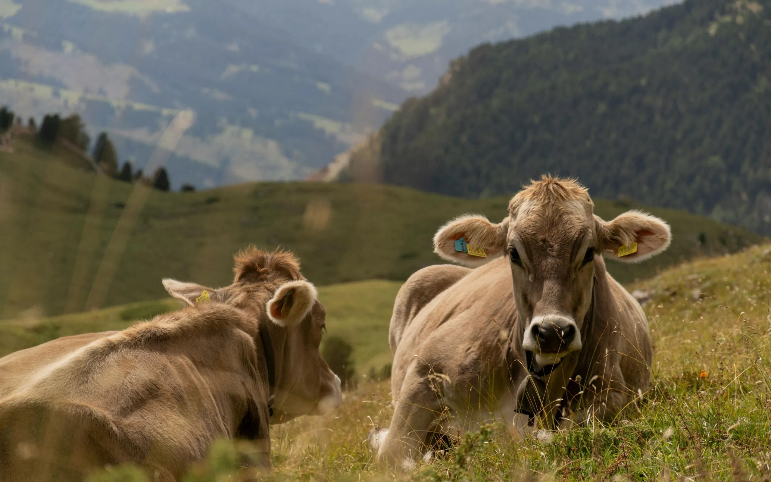 Pexels julia krasnoperova 2149369616 35520932