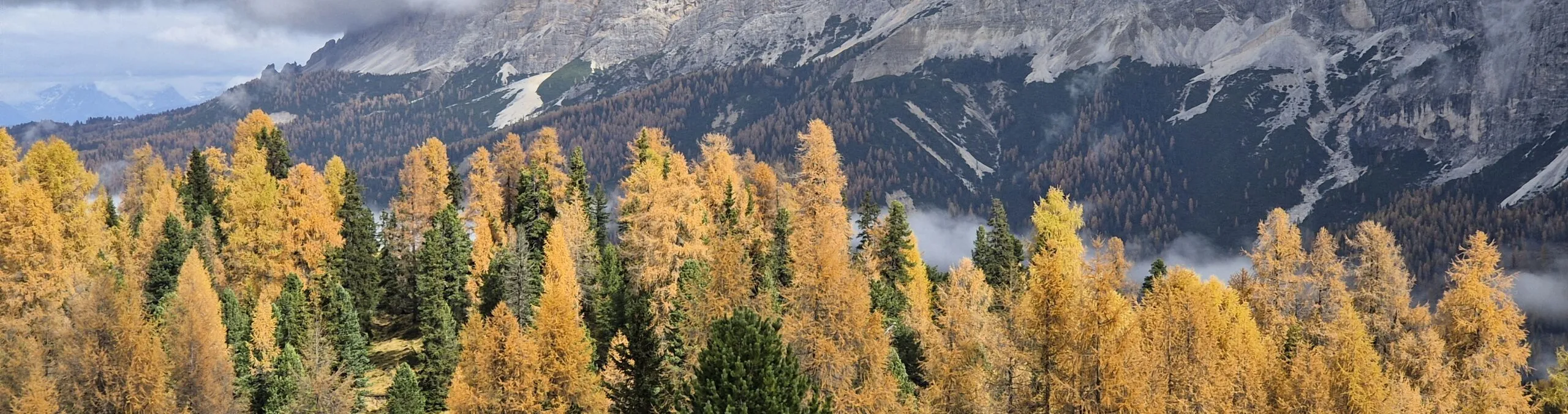 Golden Larch Autumn, Dolomites
