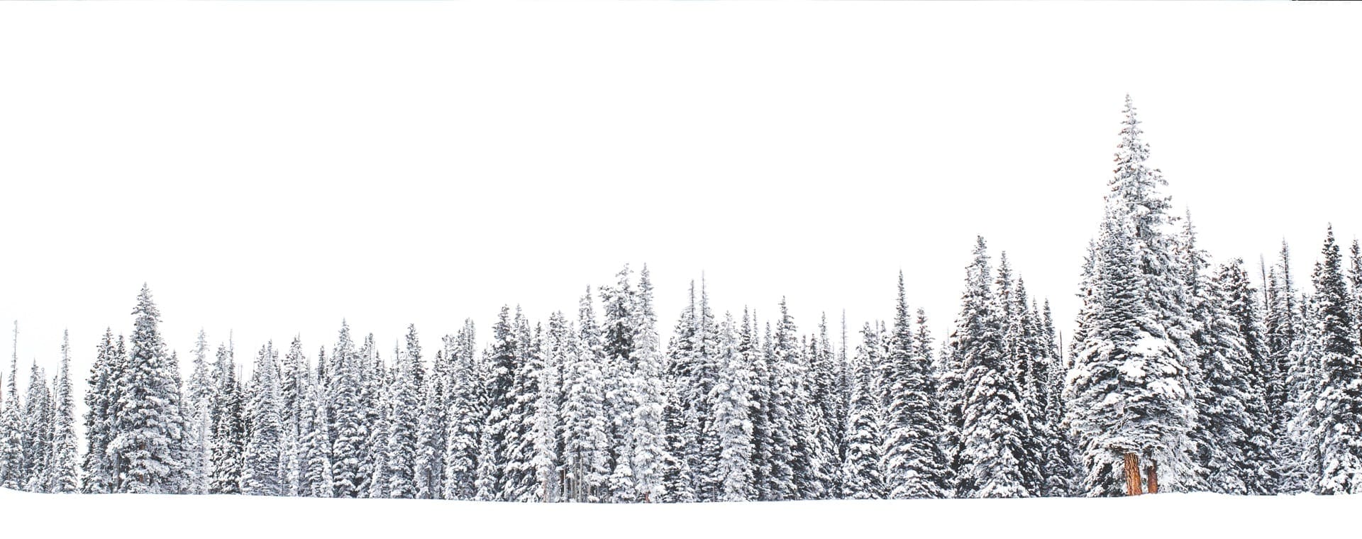 Snow-covered pine and larch trees