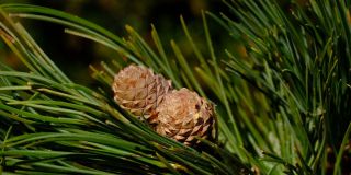 Swiss pine